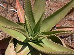 Aloe secundiflora Maktau GPS184 Kenya 2012_PV1531.jpg